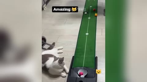Hilarious Animals videos to make you laugh to die