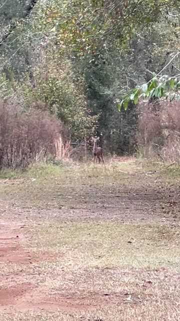 2 W.ild yearling deer hang out by the side of the road for a minute