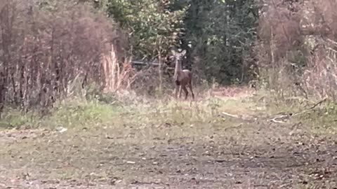 2 W.ild yearling deer hang out by the side of the road for a minute