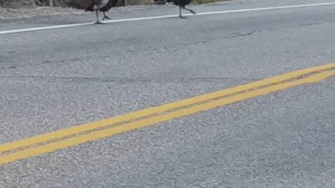 Turkey today