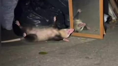 Nice self defence mechanism 😂