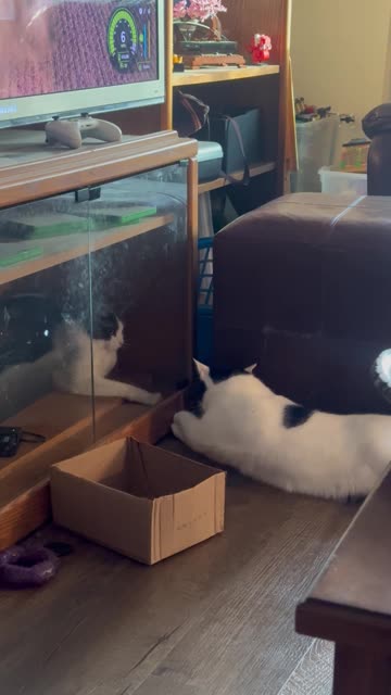 Locked Out of the Kitty Club House