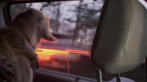 Goofy Golden Retrieves Every Passing Car