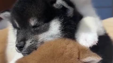 Adorable Puppies Playing