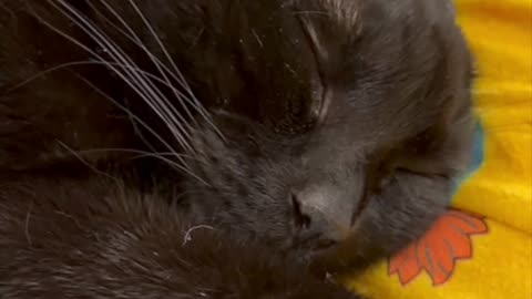 Cute Precious Piper is Curled Up in My Lap - My Adopted Shelter Cat Vlog #shorts