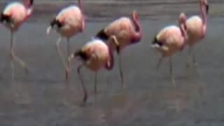 flamingos