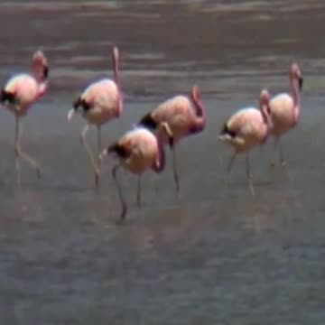 flamingos