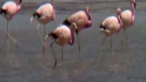 flamingos