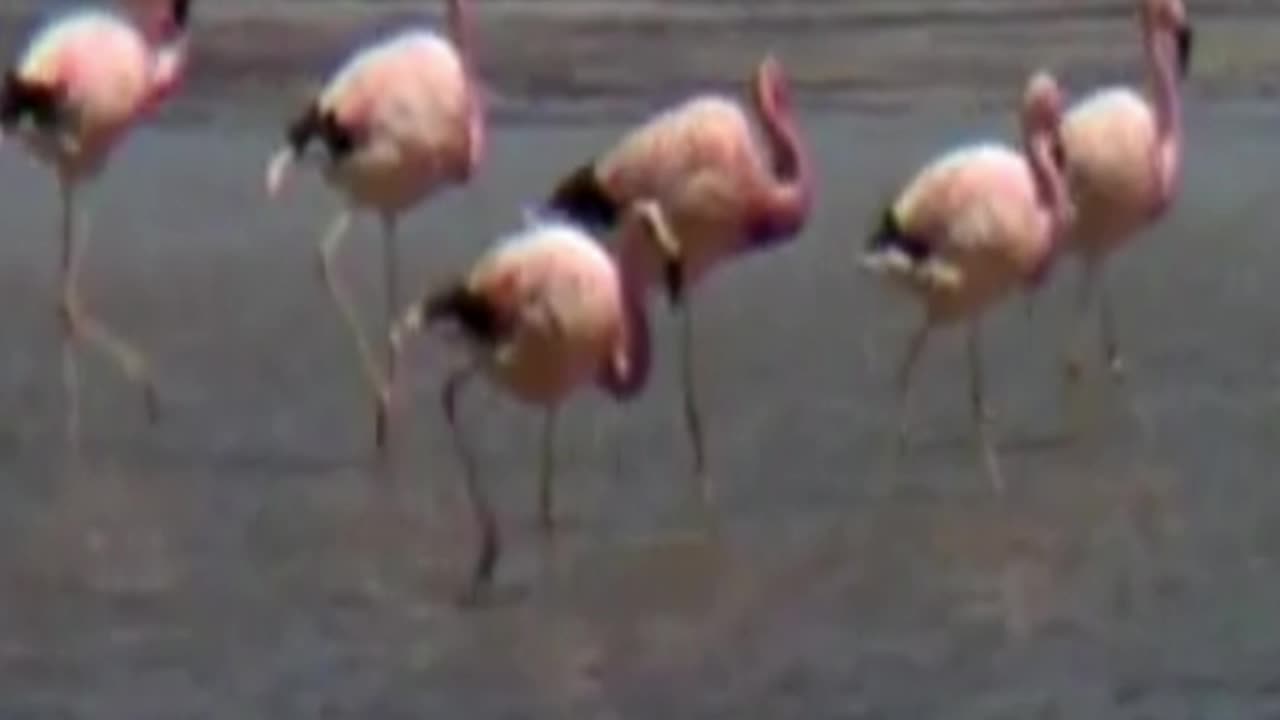 flamingos