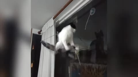 Cat hanging drop fanny moments video