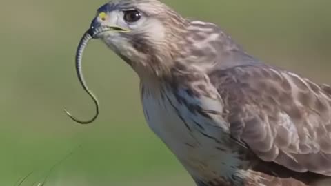Eagle Attack Sneak