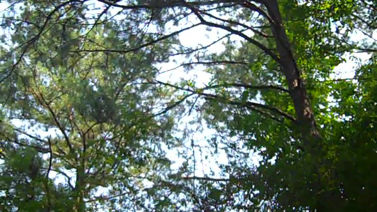 Hanging out with Brother in law in his beautiful yard in Atlanta SHEA SHOW