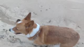 Buddy on the beach (Shorts) #shorts