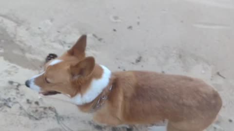 Buddy on the beach (Shorts) #shorts