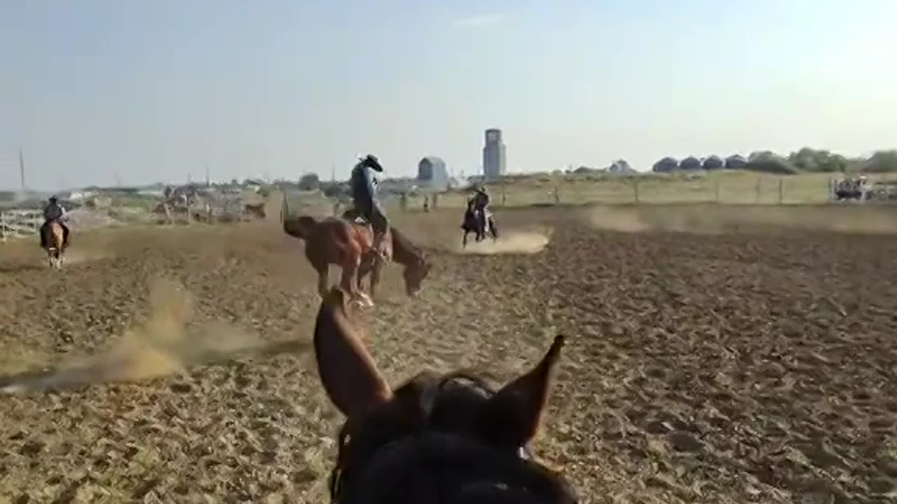 Bucking Horse Gets Free