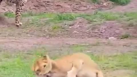 Lion attacked the wild-pork with one massive jump...