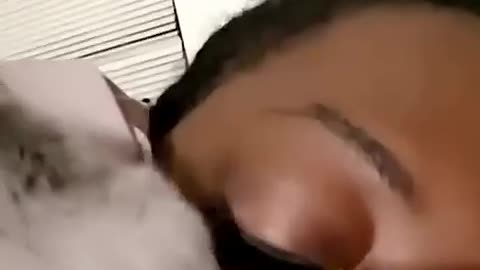 Funny cat videos