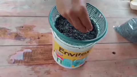Simple Hydroponic Water Spinach | Easy Planting at Home