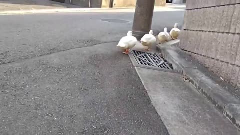 Swans Running