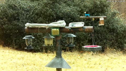 Bird Feeder in Western Maryland USA