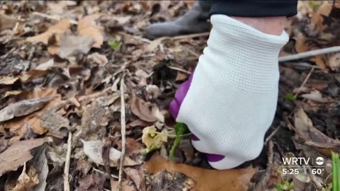 Hamilton County volunteers work to protect local parks from invasive species