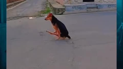 😱👻 Dog or Skinwalker?! Unbelievable Encounter | TheHauntingHour