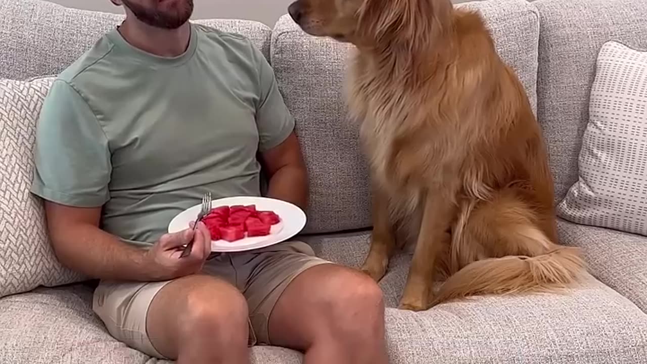 Tempting the dog