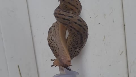 🤯✨ You Won't Believe How Weird Slugs Mating Gets! | FeedMyCuriosity