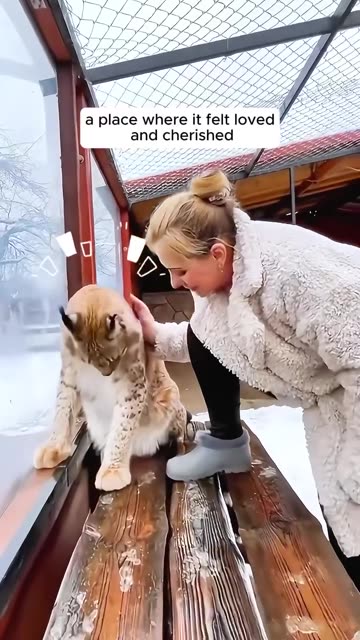 A woman saved a trapped bobcat and then this happened