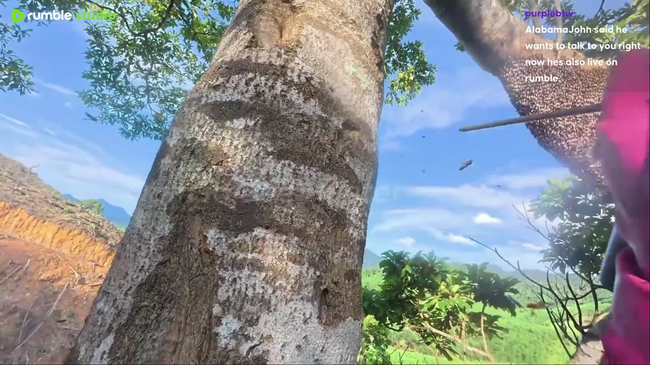 Honey Harvesting in the Primeval Forest