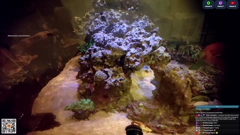 24/7 Real Live Reef Stream