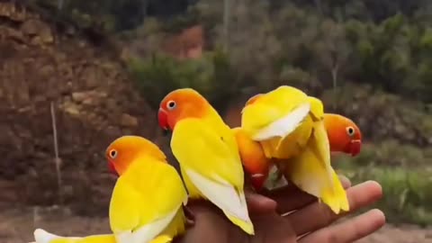 Cutest Birds Caught on Camera