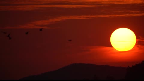 Migratory Birds, Sunset Korea