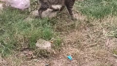 #cat #Subscribemychannel