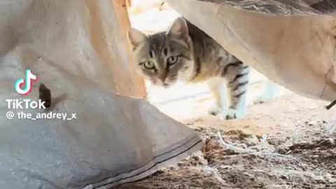 🤔🤣 The Funniest Attempt to Hide EVER! | FunFM