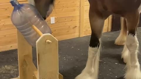 Horse Treat Dispenser