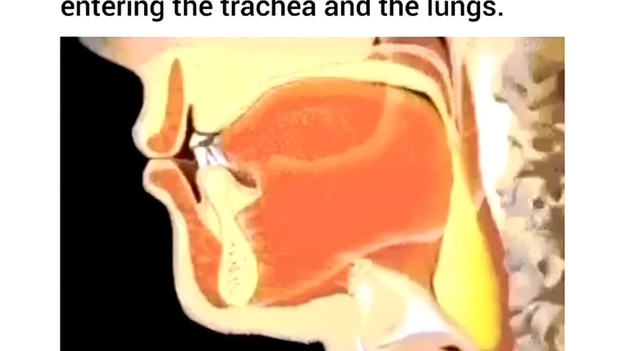 This how Epiglottitis Work #epiglottis #science #fact #knowledge