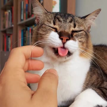 Cat showing her cute tongue and spreading pure love around us