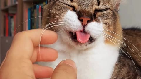 Cat showing her cute tongue and spreading pure love around us