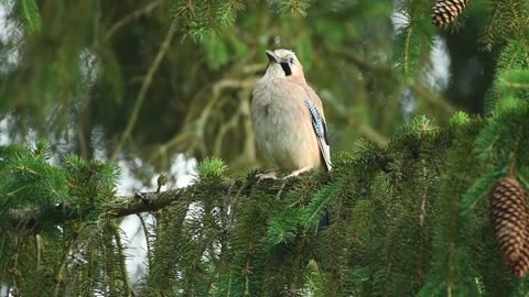 "Success is falling seven times and getting up eight."