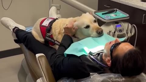 🧠✨ Meet Annie, The Dental Therapy Dog Who Eases Anxiety | FeedMyCuriosity
