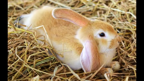 Lord Winter - Rabbit