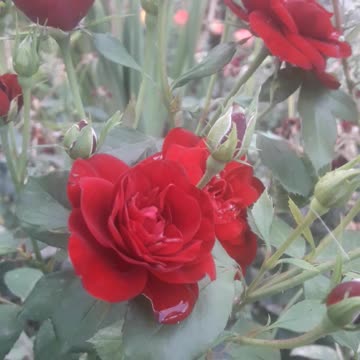 Classic red roses