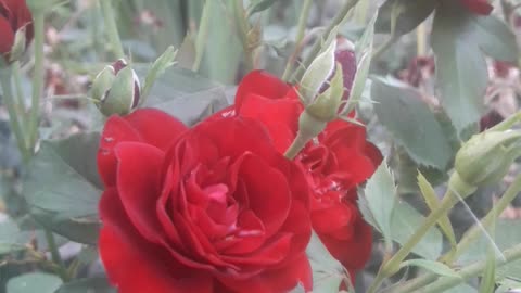 Classic red roses