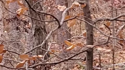 Nice young 8-Point Buck