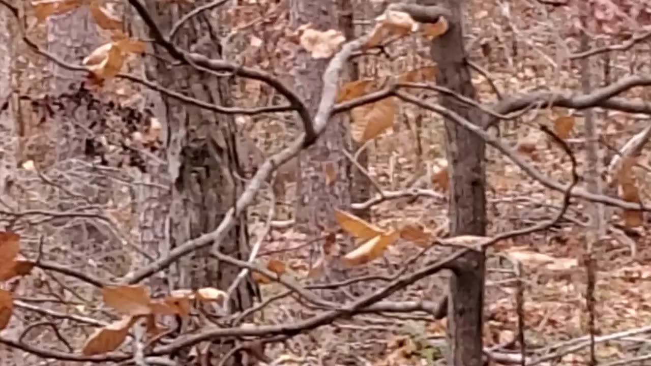 Nice young 8-Point Buck