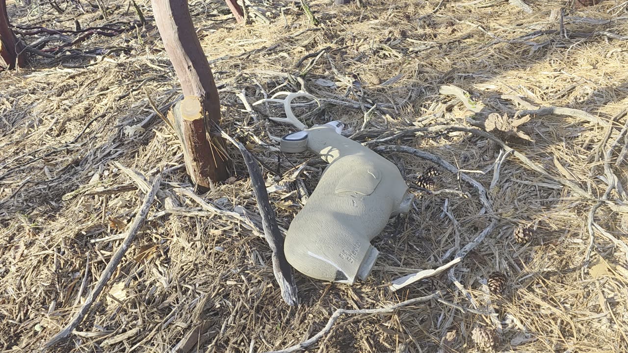 Blacktail Buck Hurls Decoy