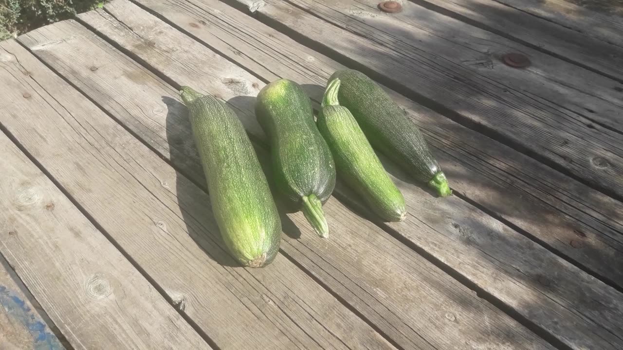 Zucchini Harvest