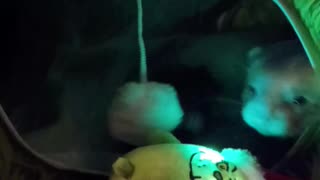 Twas the night before Christmas..