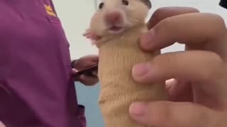 😂💉 Hamster's CT Scan is a Game Changer! | FunFM